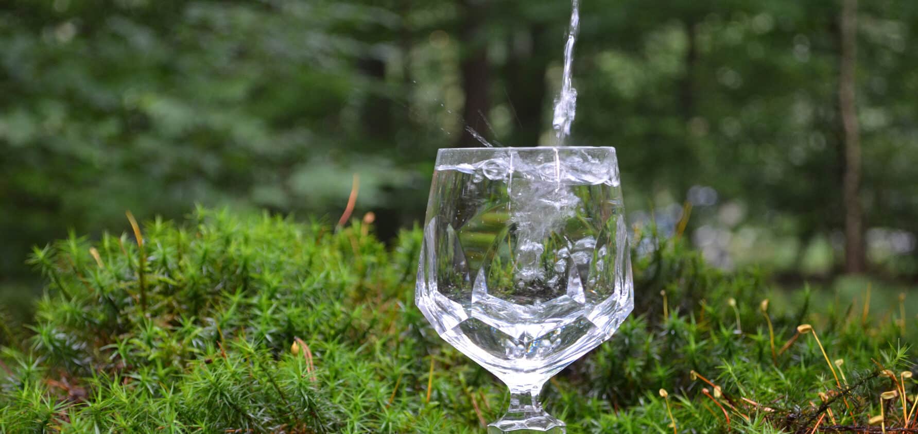 Wasserglas_©Trinkwasserwald_300dpi