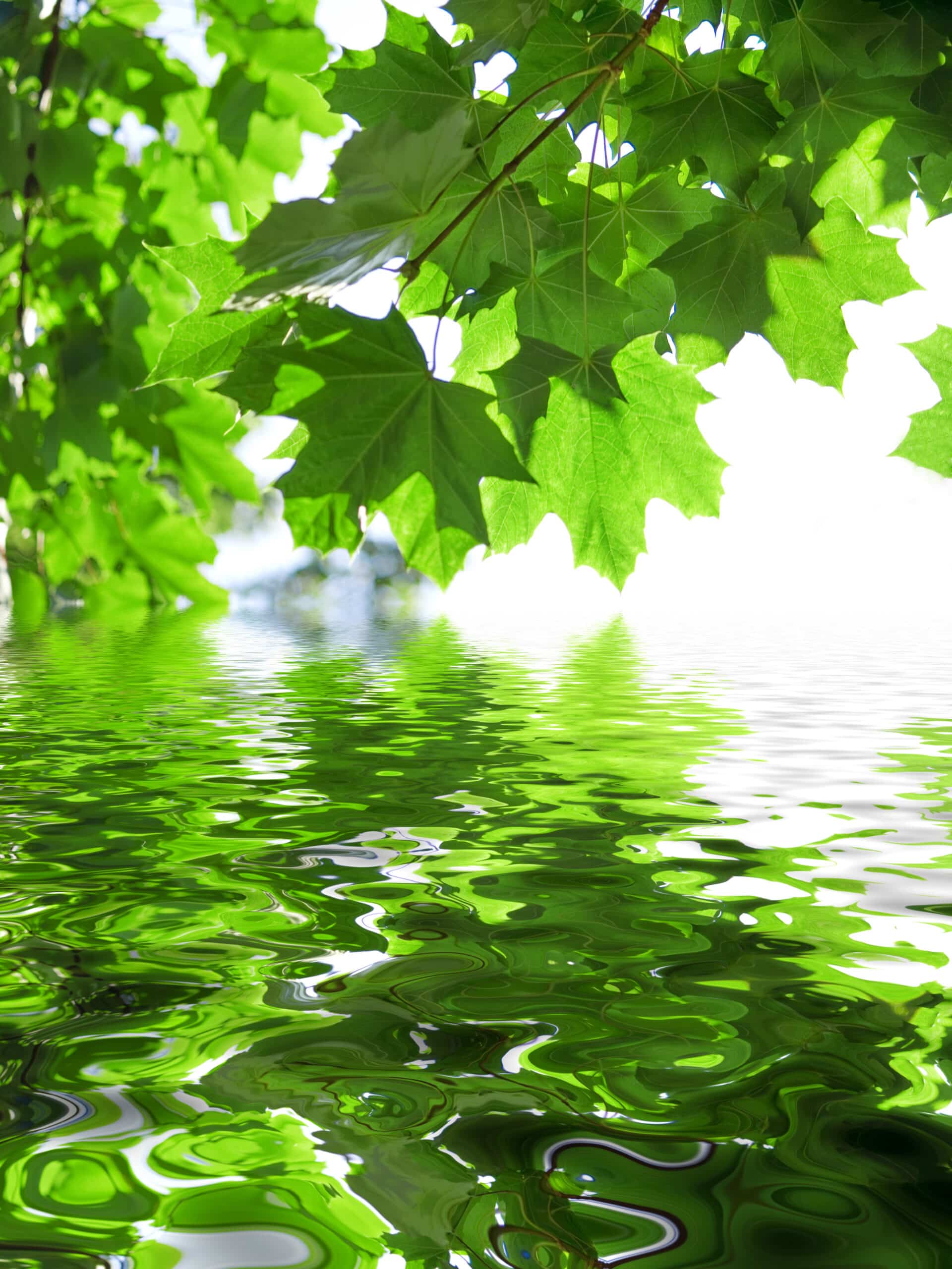 Ahorn, Wasser