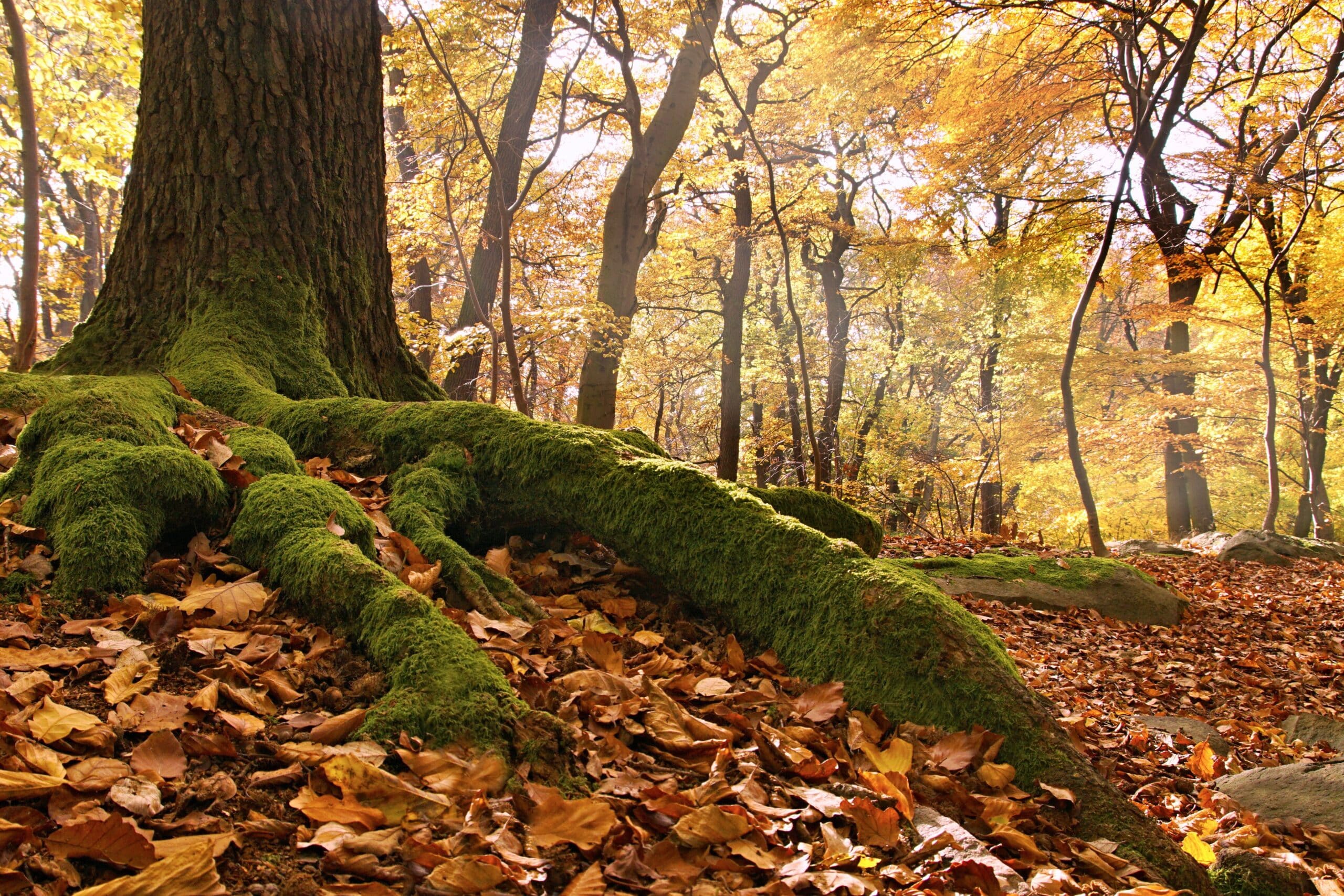 tyna_janoch-beech-forest-2912878