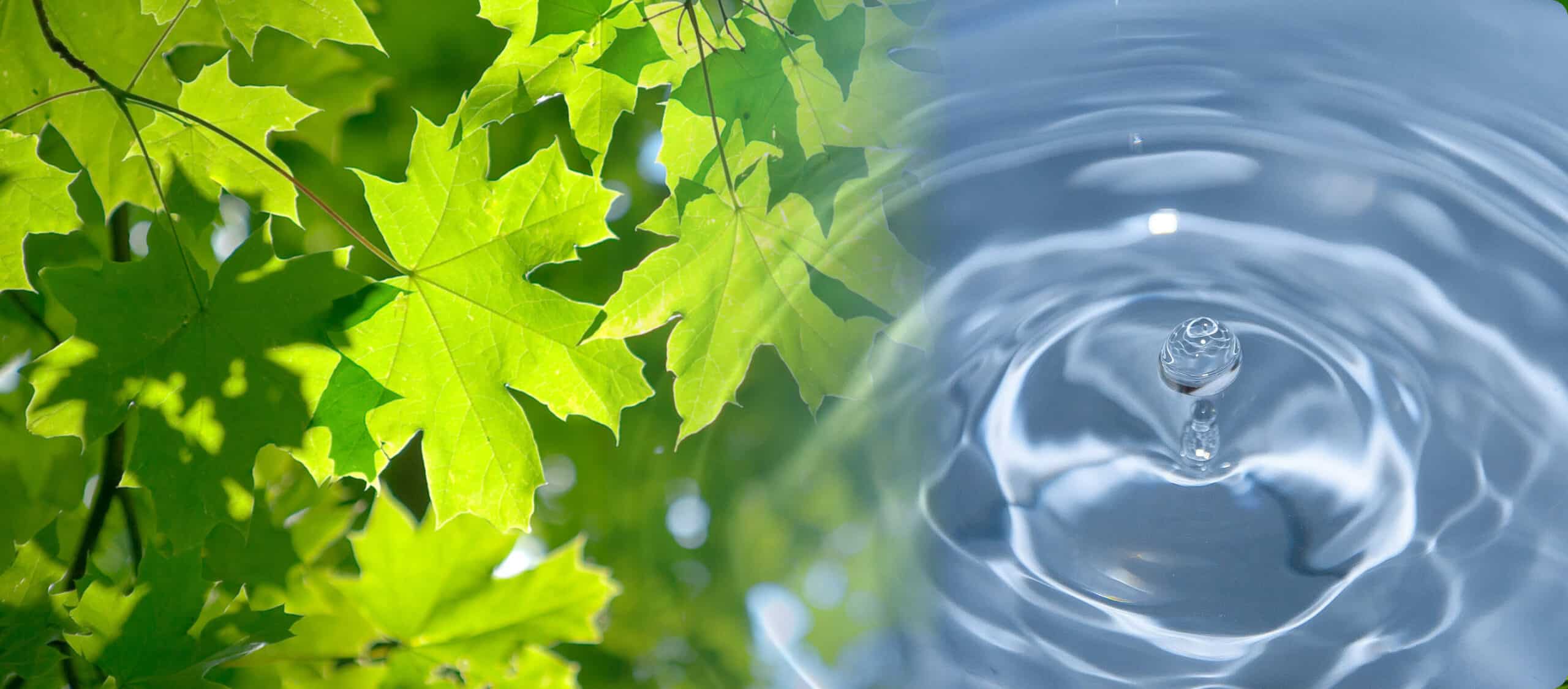 Symbolbild: Wald & Trinkwasser