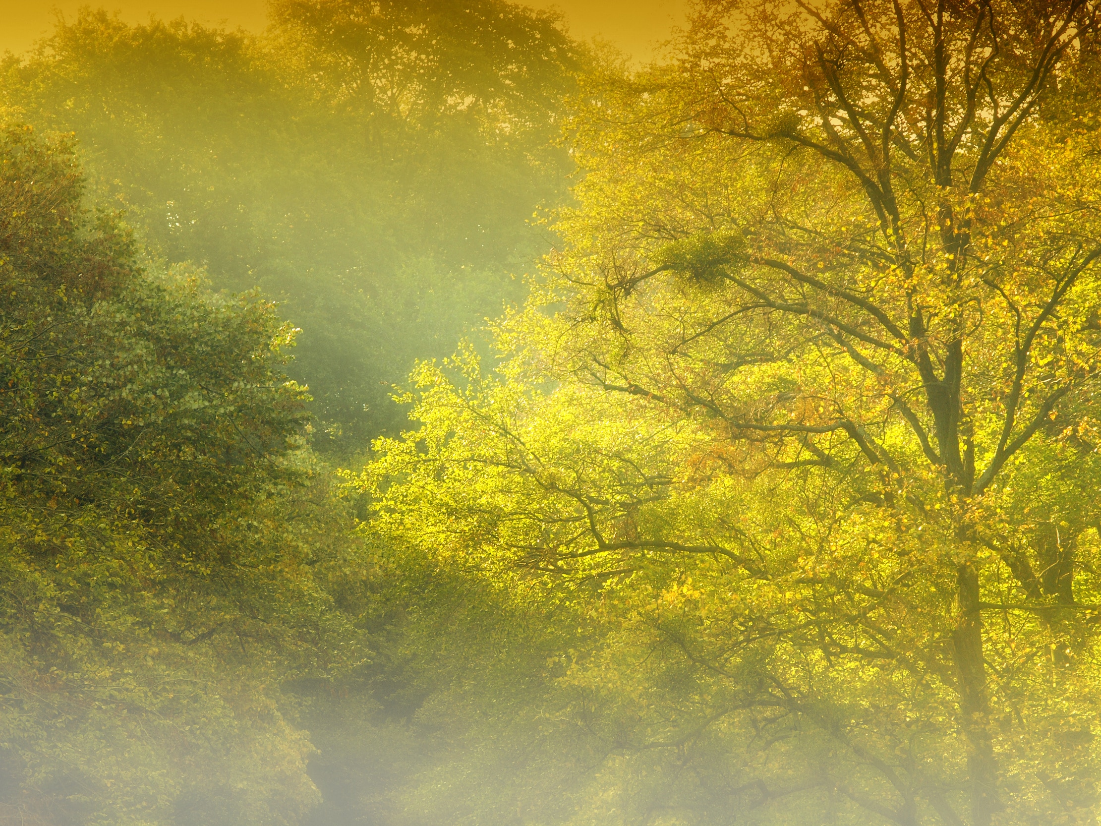 Golden Forest and Fog