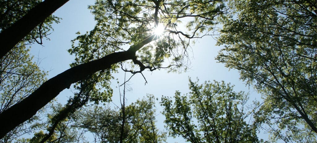 trinkwasserwald-bg-changemaker-abschnitt@2x