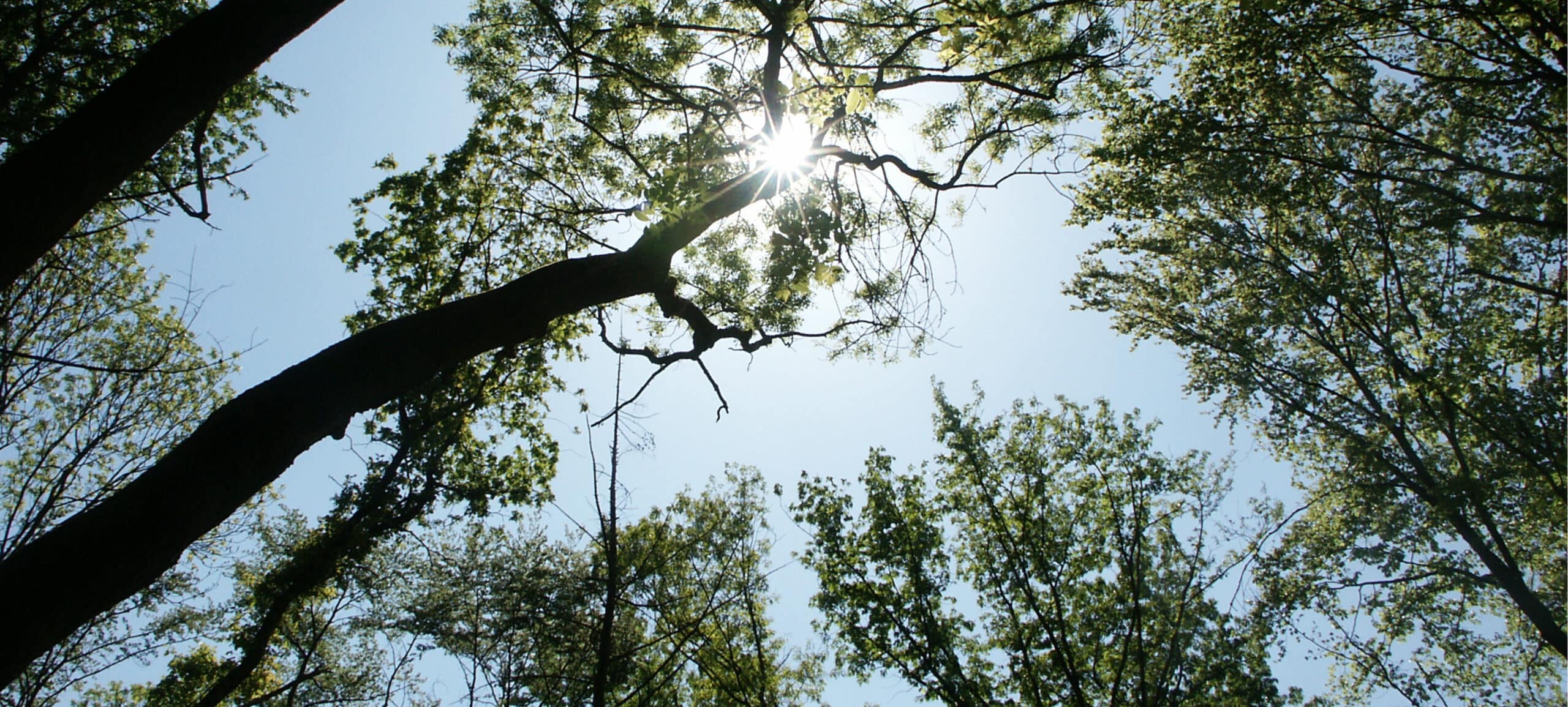 trinkwasserwald-bg-changemaker-abschnitt@2x