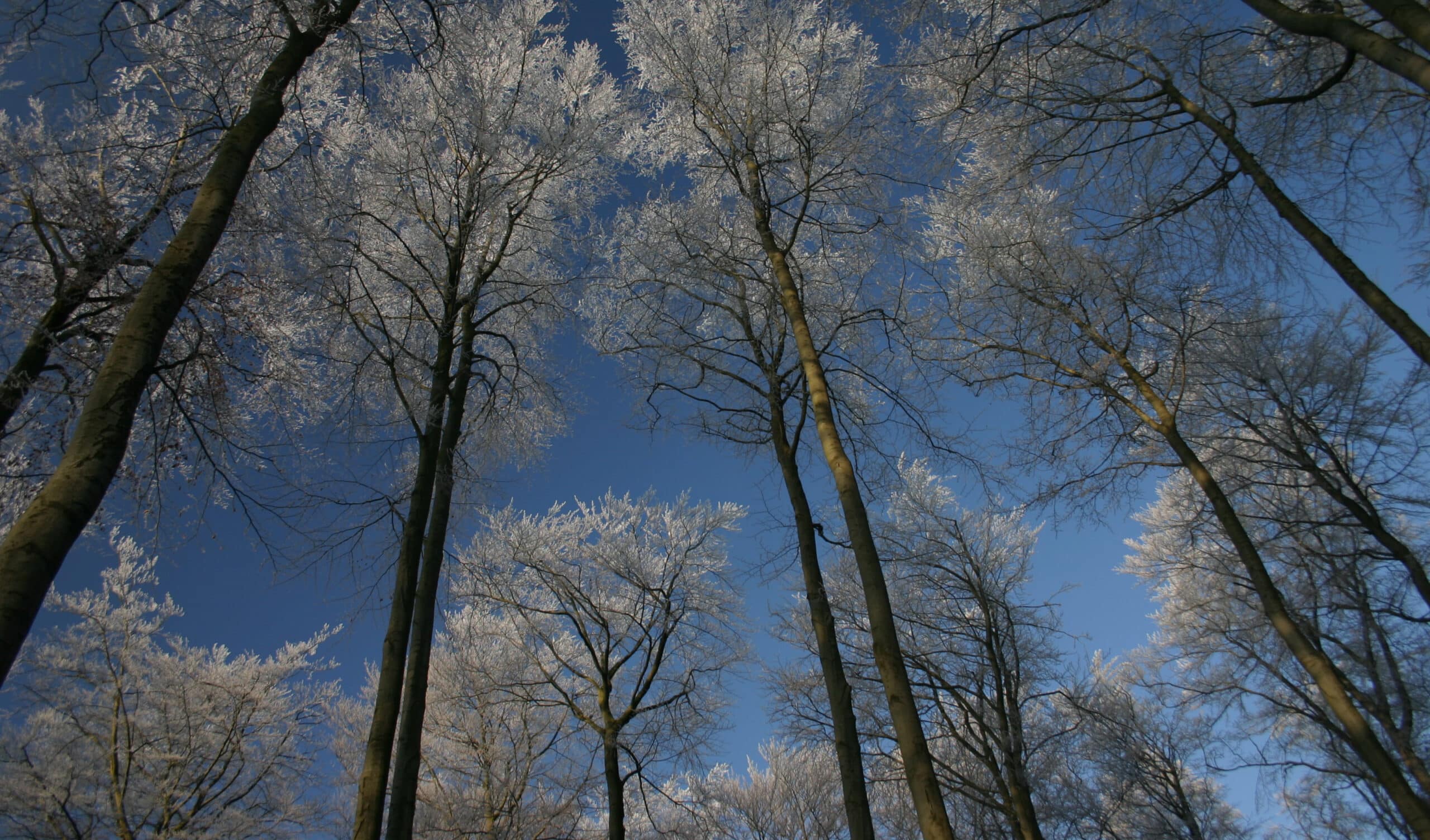 trinkwasserwald-bg-unternehmen-abschnitt@2x