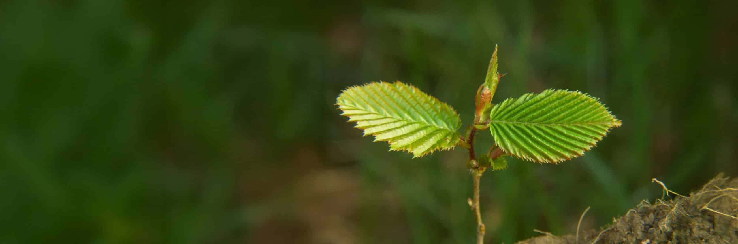 trinkwasserwald-changemaker@2x