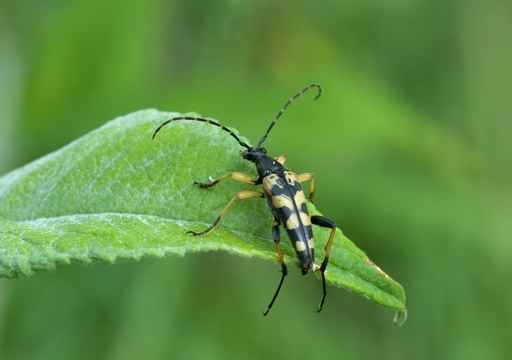 Spotted Longhorn Beetle