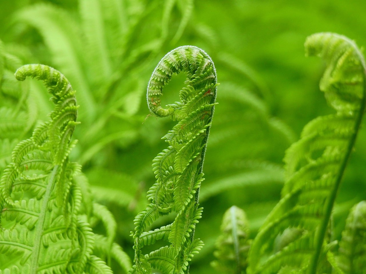 mabelamber-fern-7113811_1280