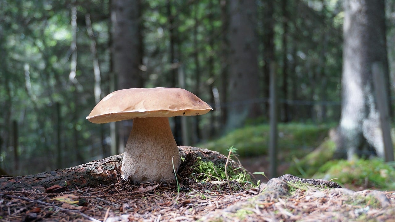palkarlsen-grzyb-697045_1280