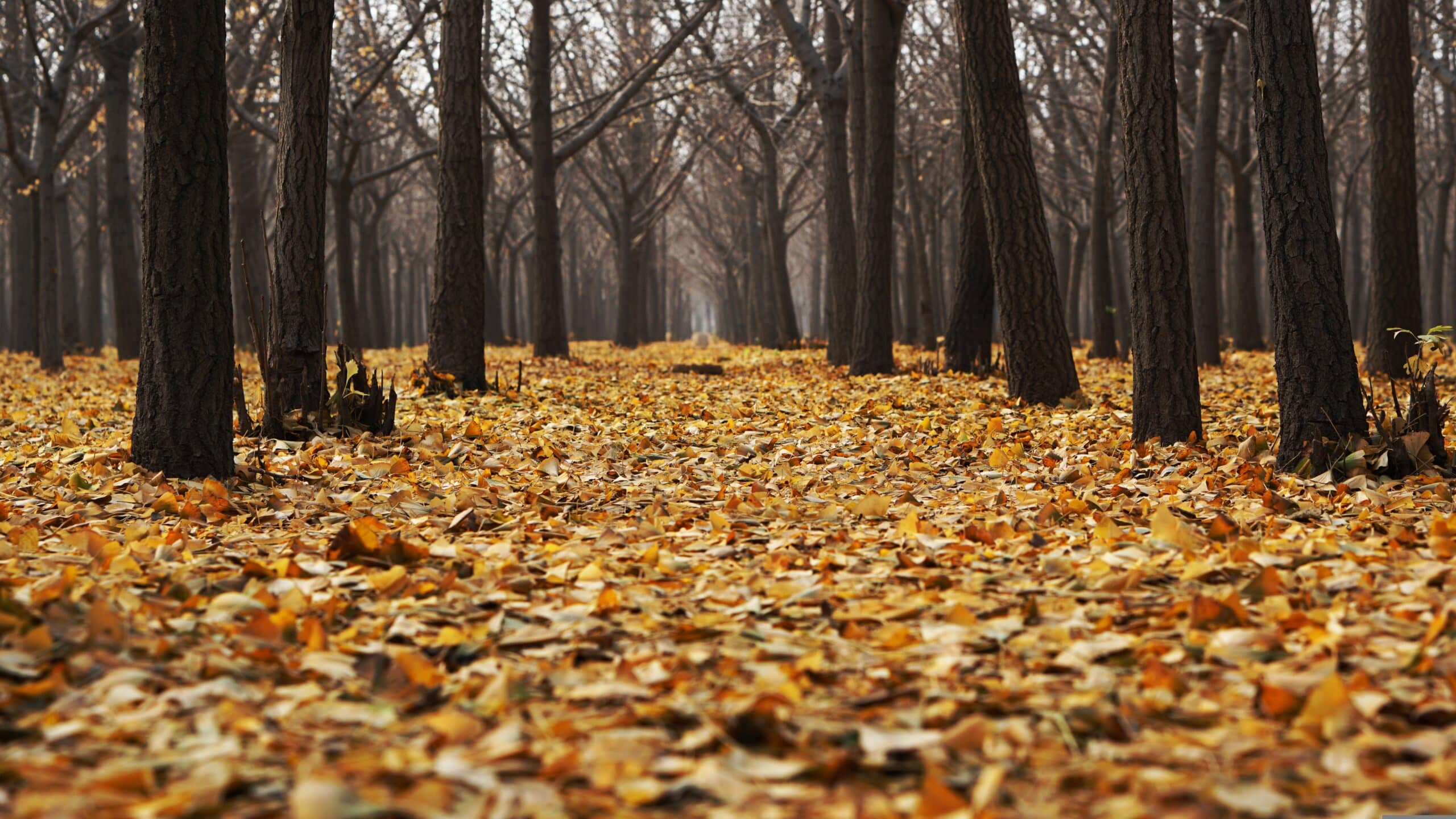 pexels-autumn-1869426