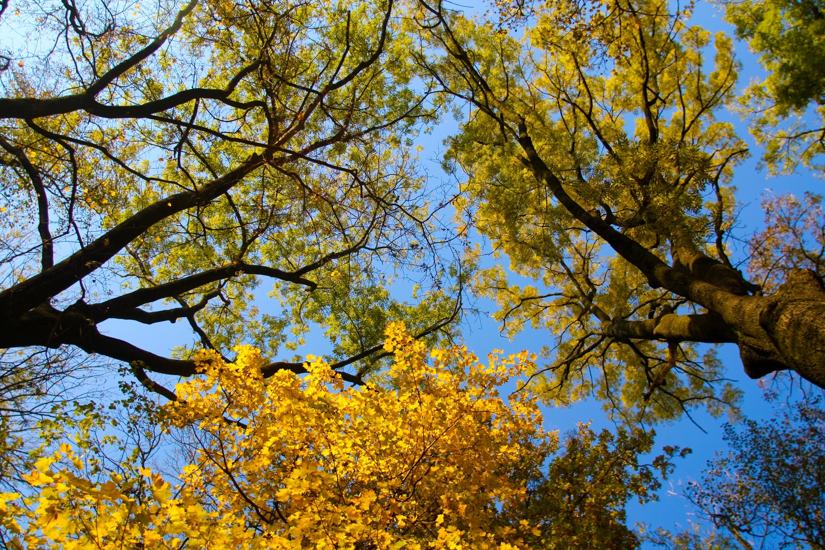 tree tops